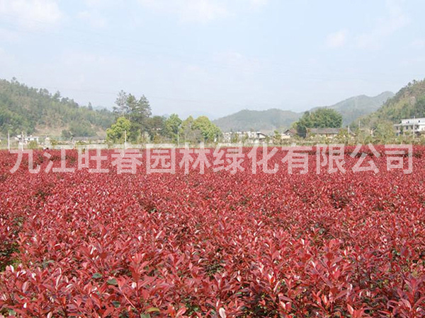 紅葉石楠